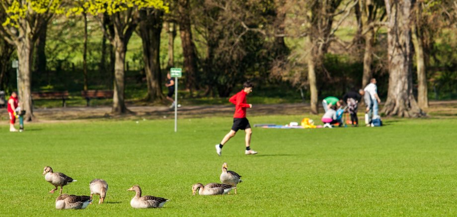 Ein Stadtpark mit Menschen und Vögeln