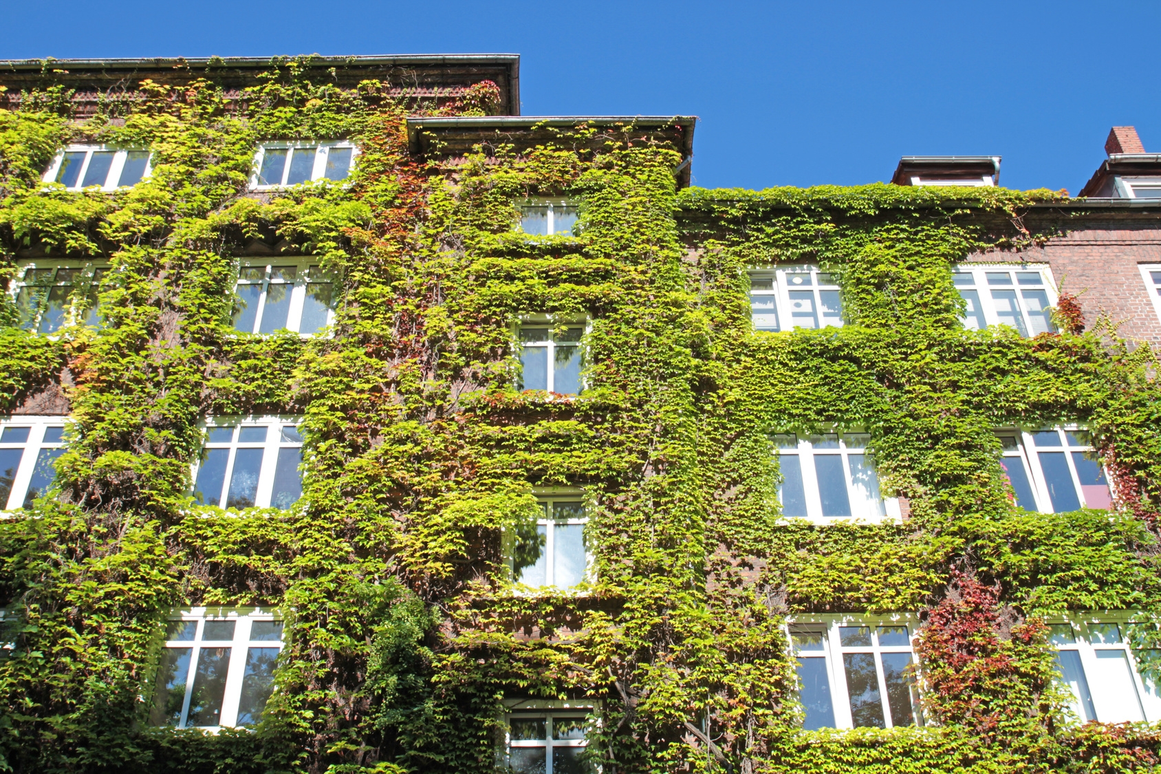 Fassadenbegrünung Fassadenbegrünung