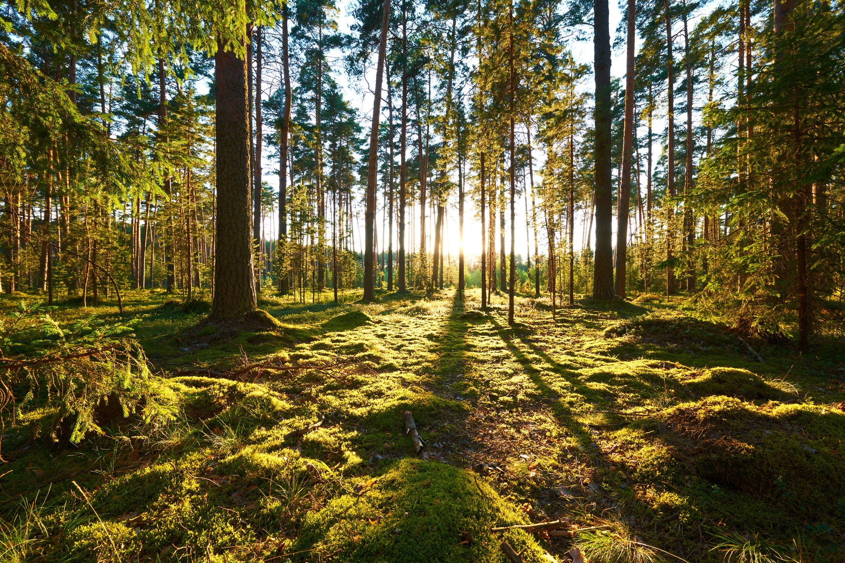 Lichtung im Wald Lichtung im Wald