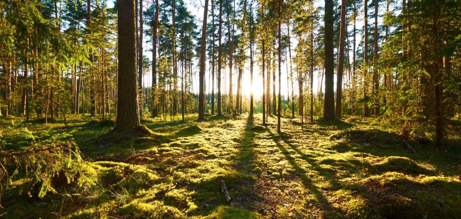 Lichtung im Wald