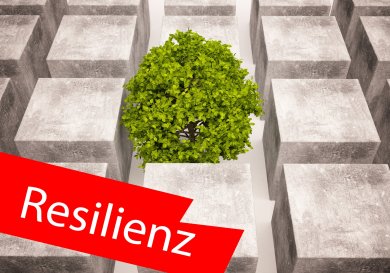 Baum wächst zwischen Häusern Baum wächst zwischen Häusern